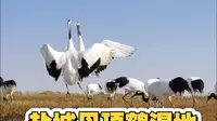 盐城丹顶鹤湿地游玩攻略