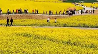 史诗级花海之邢台沙河红薯岭 20240330
