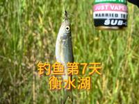 衡水湖钓鱼