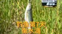 衡水湖钓鱼