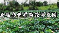 四川遂宁世界荷花博览园，正式对外开放，观赏荷花的游客很多