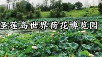 四川遂宁世界荷花博览园，正式对外开放，观赏荷花的游客很多
