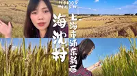 终于见到上海的乡村了！我在浦东海沈村的稻田里，看见魔都的B面
