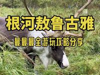 想去根河敖鲁古雅看驯鹿？这份攻略请一定要收藏哦！