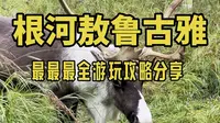 想去根河敖鲁古雅看驯鹿？这份攻略请一定要收藏哦！
