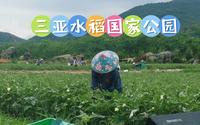 三亚水稻国家公园，是三亚最大的农旅融合旅游区，去看看怎么样？