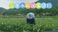 三亚水稻国家公园，是三亚最大的农旅融合旅游区，去看看怎么样？