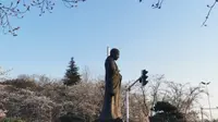 3月13日扬州鉴真大道樱花