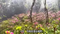大理永平宝台山：春日赏花秘境，体验唐宋元明清古梅群落之美