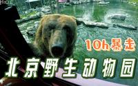 10小时暴走北京野生动物园丨攻略丨详细丨溜娃丨vlog