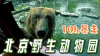10小时暴走北京野生动物园丨攻略丨详细丨溜娃丨vlog