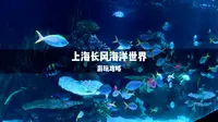 一条视频带你玩转上海长风海洋世界