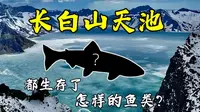 长白山天池中都生存了怎样的鱼类？