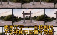 南京江宁——古杨柳村，杨柳没有，只见荷叶茂盛，小狗在村口。