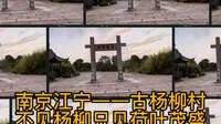 南京江宁——古杨柳村，杨柳没有，只见荷叶茂盛，小狗在村口。