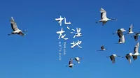 扎龙湿地——候鸟的天堂