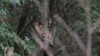 乌岩岭的神鸟
