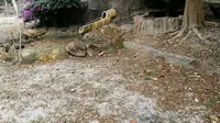 春节丹樱生态园游玩全过程【2】