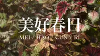 美好春日，vlog 华南植物园