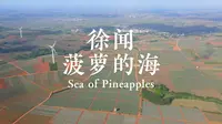 这里是湛江徐闻，菠萝之乡。