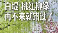 白堤桃红柳绿，再不来就错过了。