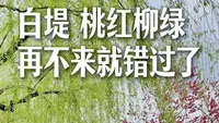 白堤桃红柳绿，再不来就错过了。