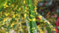 海南之旅——终点站篇 兴隆热带植物园