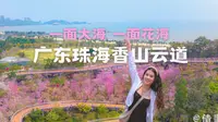 广东珠海香山云道丨开满花的海边栈道丨0元春游