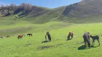 空中草原那拉提