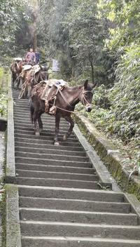 来看峨眉山息心所珙桐花