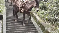 来看峨眉山息心所珙桐花