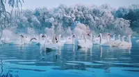 【冬日美景】童话故事里的天鹅湖，新疆伊犁河北岸的天鹅泉也太仙了吧！