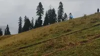 伊犁，那拉提空中草原，小牛小羊。这里气候多变，地形变化快。阴晴不定，容易感冒。风景挺美