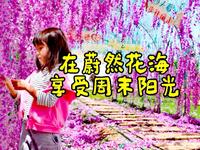 在蔚然花海享受周末阳光