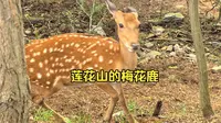 大连丨莲花山的梅花鹿丨260820