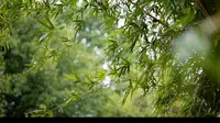 松下s5 重庆照母山森林公园