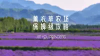 【一日游攻略】解忧公主薰衣草农场｜闯入普罗旺斯同款浪漫花海！
