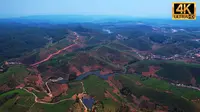 世界最大的连片茶园 开采节 茶山文化主题集市 云南西双版纳大渡岗