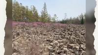 红星火山地质公园赏花，建议逊克进逊克出，伊春进出的路太难走了