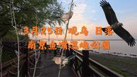 鱼嘴湿地公园观鸟
