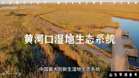 黄河口湿地生态系统