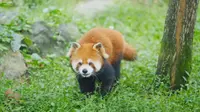 让我们相约上海动物园吧