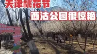 桃花节的西沽公园很惊艳，从没在这见过这么多游人，跟博主赏桃花