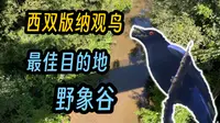 【vlog】西双版纳观鸟：最佳鸟点野象谷