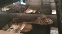 湛江硇洲岛海龟城的蠵龟（红海龟）