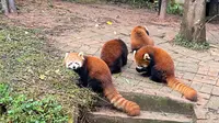 【大熊猫繁育研究基地】大熊猫里面混进了小熊猫 也是如此的可爱 萌萌哒的 爱了爱了