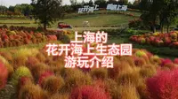 上海花开海上生态园游玩介绍