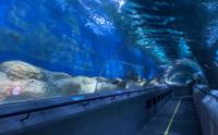 建于1995年的118米大连圣亚海洋世界海底通道式水族馆