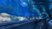 建于1995年的118米大连圣亚海洋世界海底通道式水族馆
