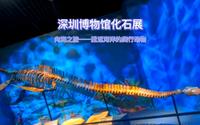 「瞎逛深圳」深圳博物馆 恐龙化石展 向海之旅——重返海洋的爬行动物